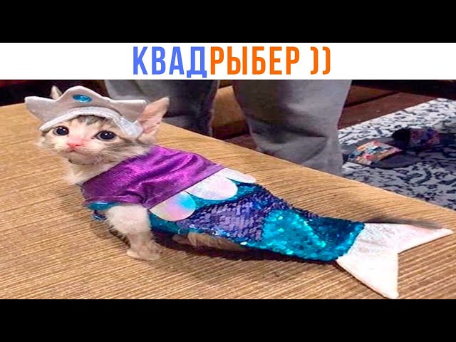 МАМА, Я КВАДРЫБЕР! ))) | Приколы с котами | Мемозг 1521