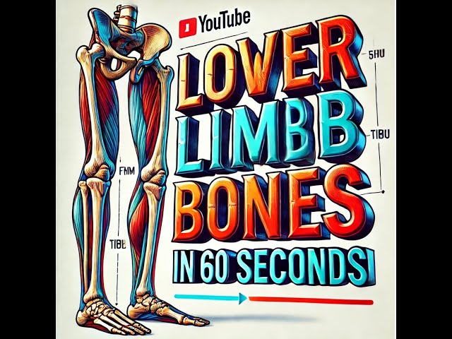 Understanding the bones of Lower Limbs