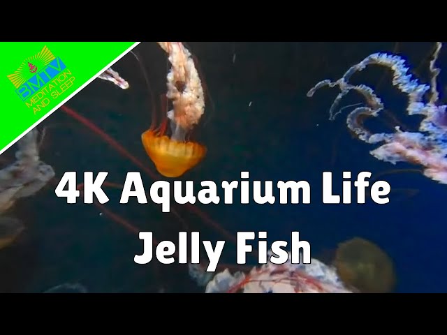 4K Underwater, Jelly Fish Aquarium Relaxing ASMR