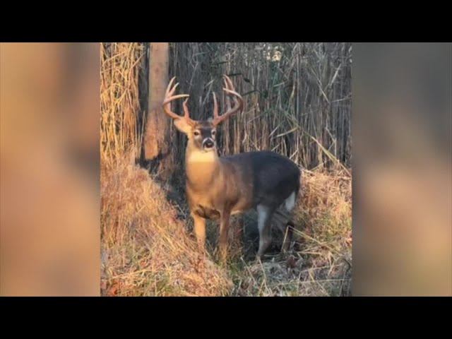 Detroiters not thrilled with growing deer populations in their neighborhoods