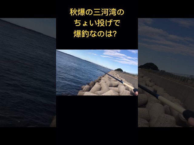 秋爆の三河湾のちょい投げで爆釣なのは？キス釣り#ちょい投げ#秋爆#三河湾