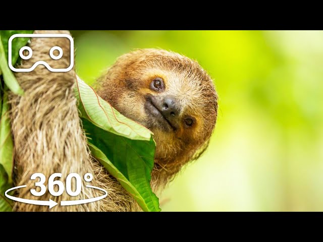 Three-Toed Sloth Survives 6m Fall From The Treetops | VR 360 | Seven Worlds, One Planet