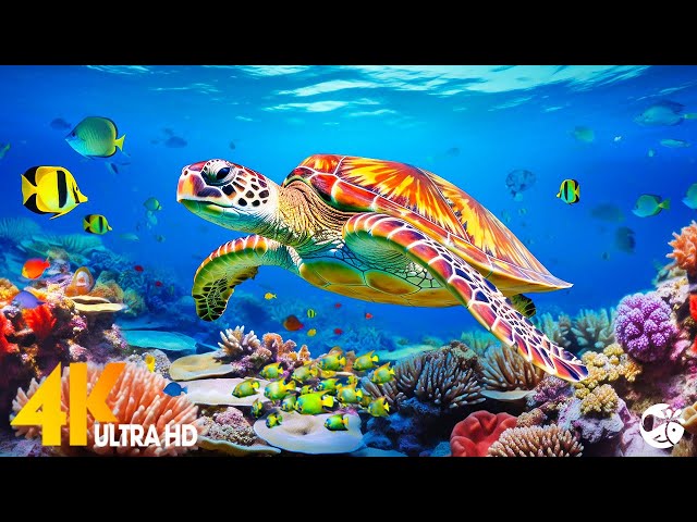 Aquarium 4K UHD - Animal's Super Senses Underwater | Beautiful Coral Reef Fish | Ocean Documentary