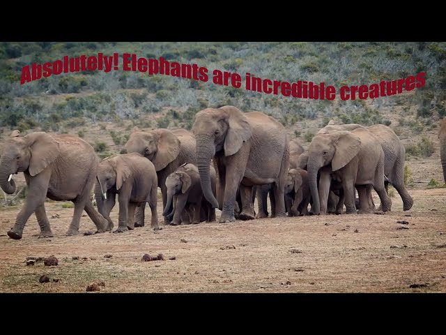 VR 360° The Majestic World of Elephants: Unveiling their Intelligence and Family Bonds  , #wild