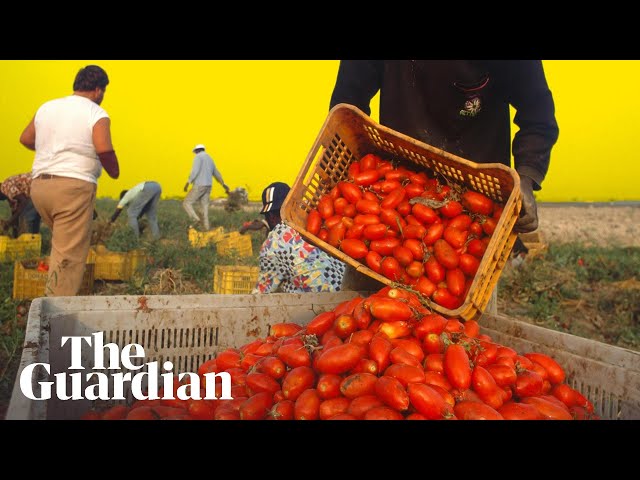 How the Italian mafia makes millions from tinned tomatoes