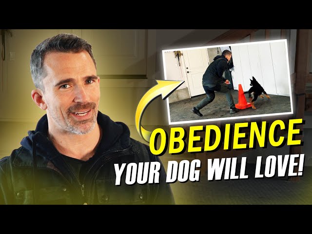 A Fun Way to Play & Exercise Your Dog While Boosting Obedience!