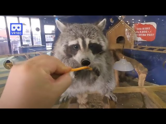 3D 180VR 4K  Acting Cute Raccoon ^^ Put it in the hole  Please Give me a Carrot