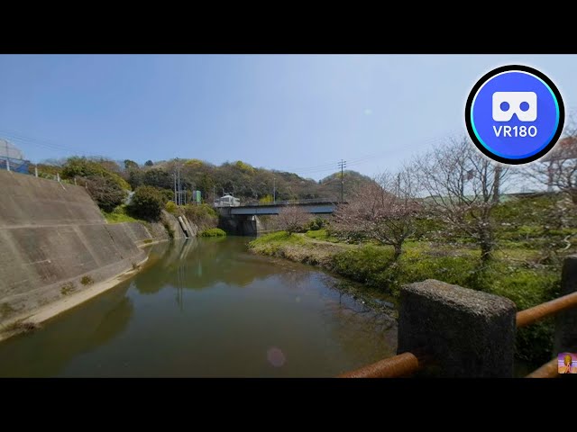 VR180 Trip Riverside where cherry blossoms bloom 8K Video