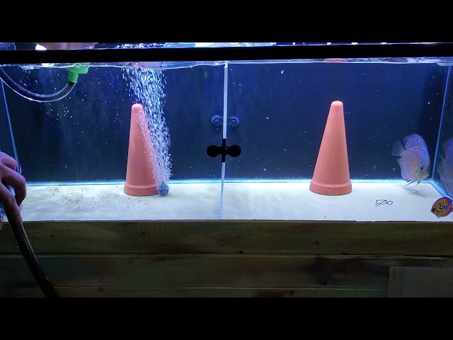 easy bare bottom fish tank maintenance how to clean a fish tank bare bottom aquarium maintnance