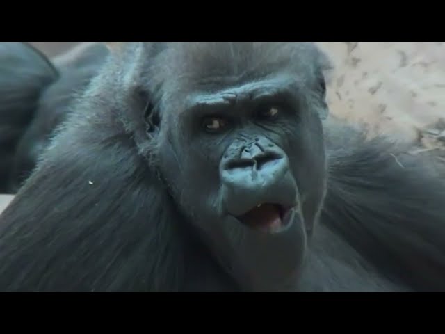 The gorillas 3D VR 180 4K