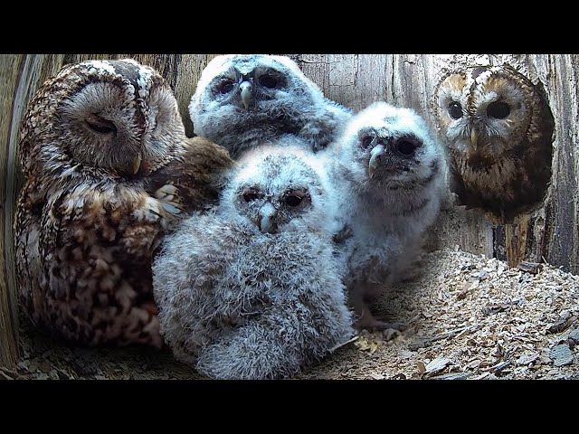 Tawny Owls Raising Own Chicks Find Room for More | Full Story | Bomber & Luna | Robert E Fuller