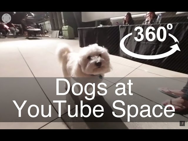 Dogs at YouTube in 360° | Virtual Reality