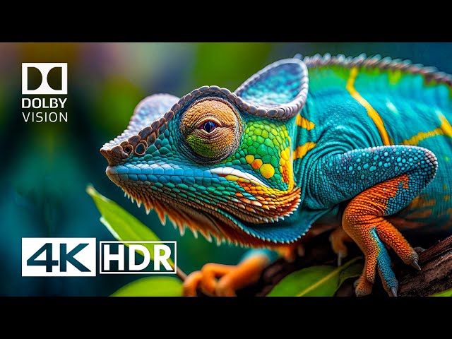 4K HDR Video ULTRA HD 120 FPS - Dolby Vision