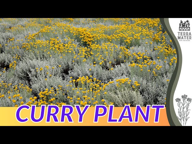 Growing CURRY Plant: Quick Tips for (Helichrysum italicum)!