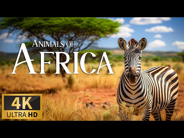 Animals of Africa 4K 🐘 Discovery Relaxation Film with Soothing Relaxing Piano Music