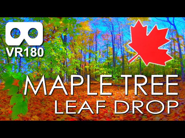 VR180 Autumn: Maple Tree Leaf Drop. Witness The Annual Autumn Spectacle Of Maple Leaves Falling