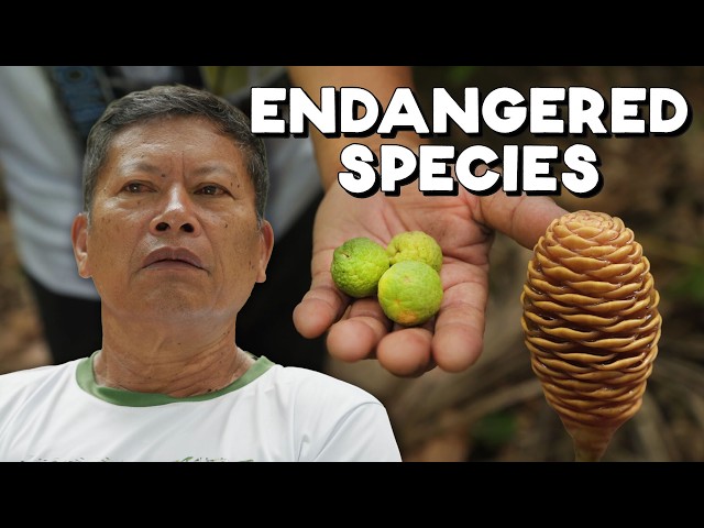 How One Person Saved a Forest in the Philippines (Negros Oriental)