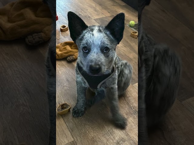 King Stubbie Blue Heeler