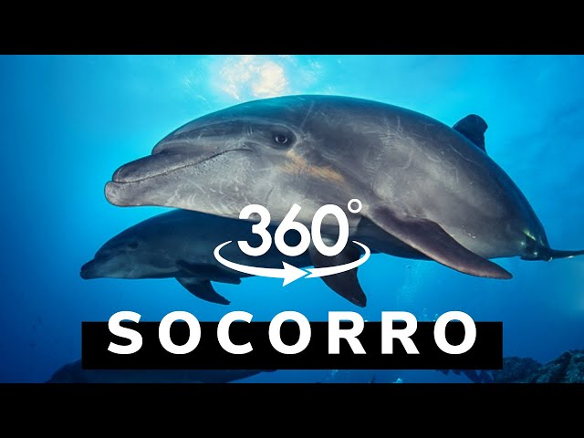 360° Scuba dive with sharks, dolphins, and manta rays in Socorro | VR 360 video in 4K