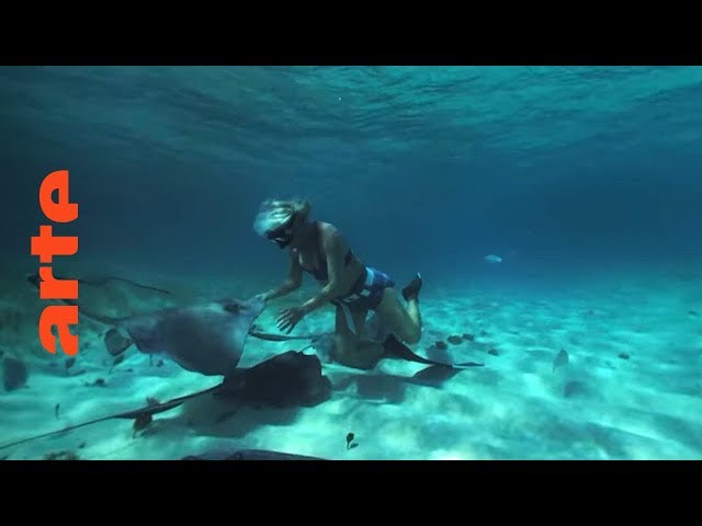 Dolphin Man (Folge 3) – Breathe | 360° Video | ARTE