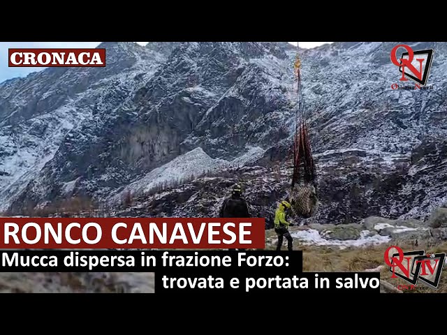 RONCO CANAVESE - Mucca dispersa in frazione Forzo: trovata e portata in salvo