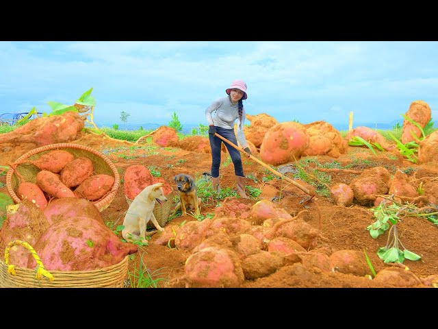 FULL 111 DAYS:  Harvest sweet potatoes to sell at the market, cook sweet potato chicken curry