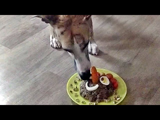 Whippet vs. birthday cake 🐶🎂 - Why is he so shy? 😕