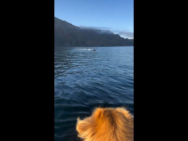 Dogs & dolphins 🐶🐬 How amazing is this moment captured on camera?! 😍