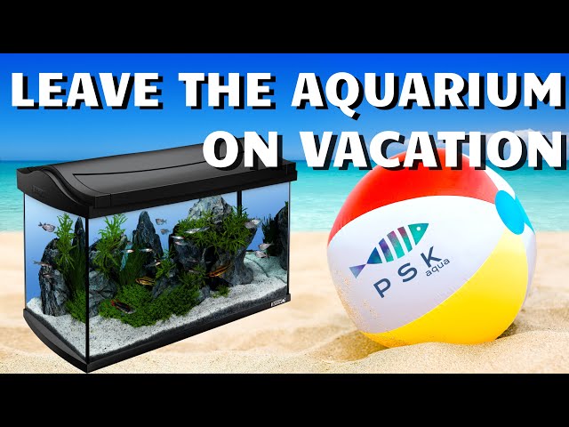 BEST TIPS FOR LEAVING THE AQUARIUM ON VACATION.