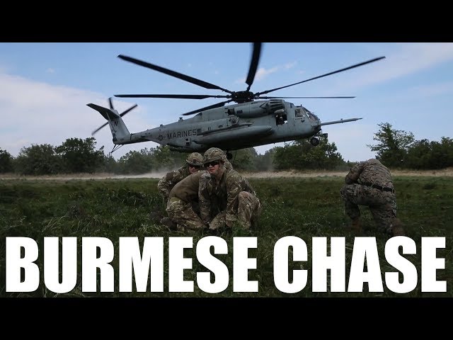 Burmese Chase