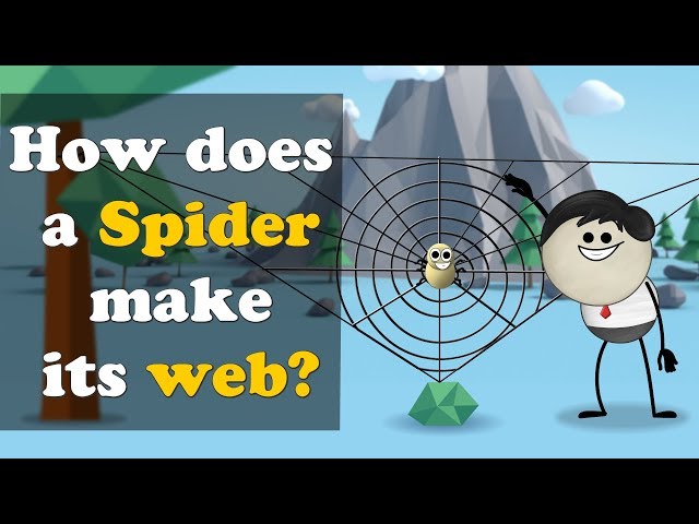 How does a Spider make its web? + more videos | #aumsum #kids #science #education #children