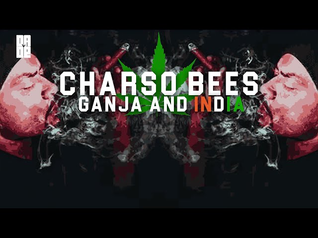 CHARSO BEES -  Cannabis & India | Dade