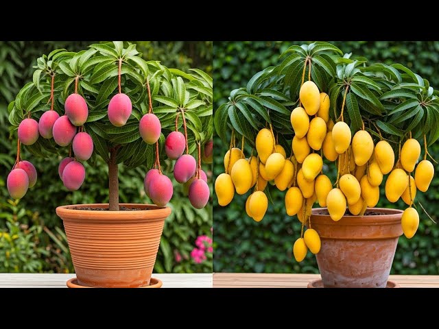 Best ideas for growing mango,banana and lemon trees fast for beginners! #live #gardening