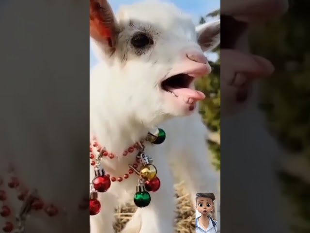 goat sound cute baby goat 🐐😍#shorts #viral #viralshorts #youutube #funny shorts