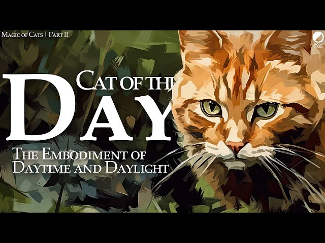 Cat of the Day: The Embodiment of Daytime and Daylight | The Magic of Cats | Part 2