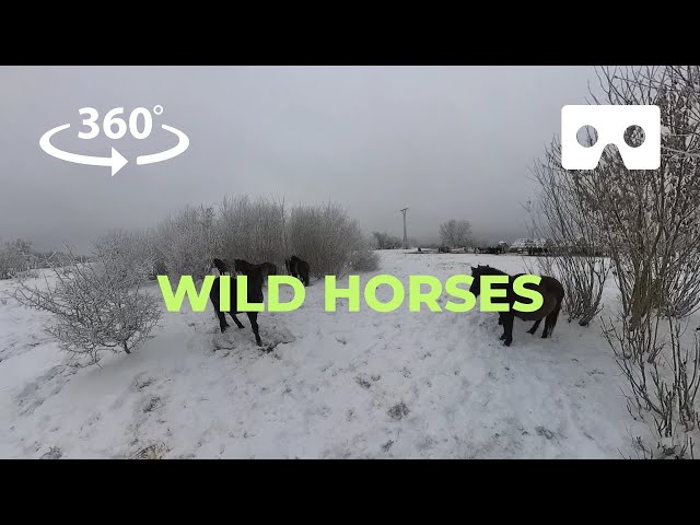 VR 360 Video:  Wild horses in Jelgava, Latvia