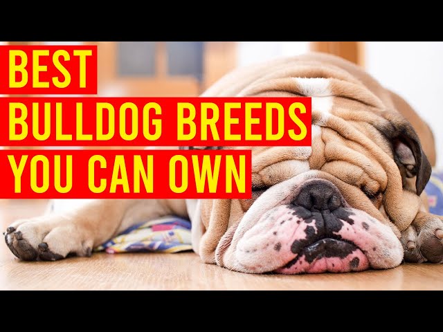 10 Best Bulldog Breeds You Can Own