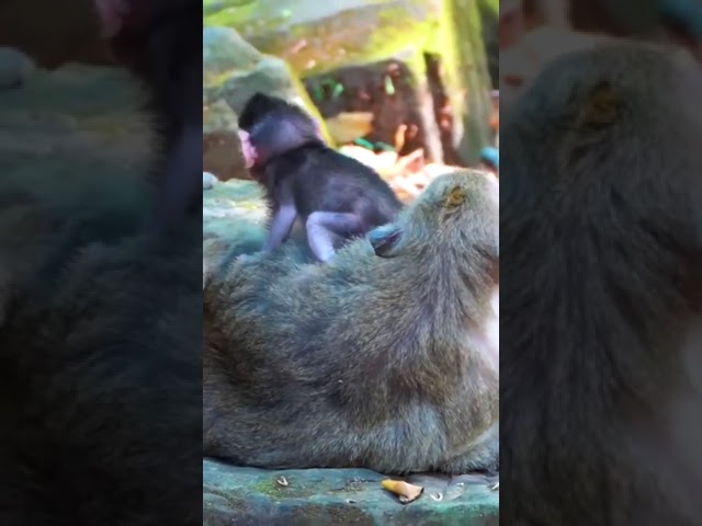 Ep791. Adorable Monkeys Play Hide and Seek For Treats in the Jungle