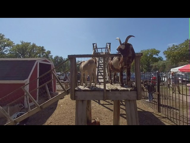 Cider Mill Goats (VR180)