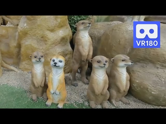 3D 180VR 4K Cute meerkat Family & a Camel in a Desert Village