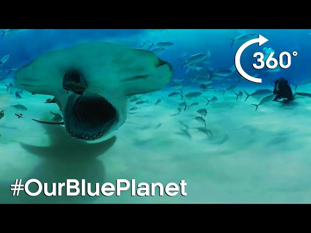 Hammerhead Sharks 360° | #OurBluePlanet | BBC Earth Explore