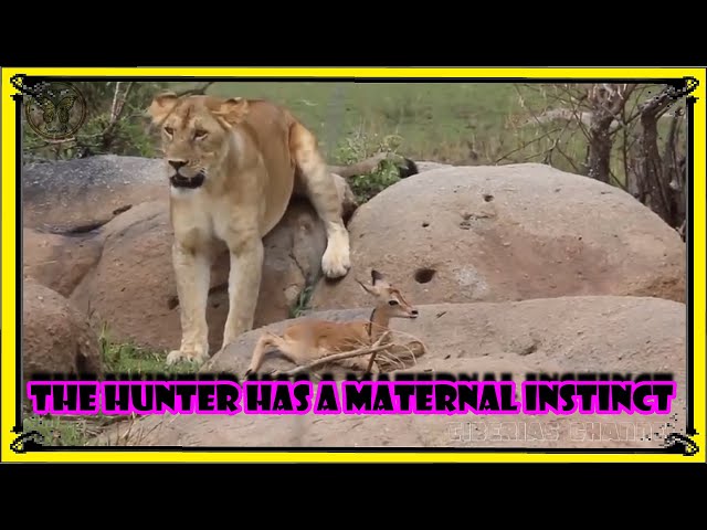 The hunter has a maternal instinct/Animal Planet/bbc earth/Nat Geo Wild/Nature /Wildlife/survival