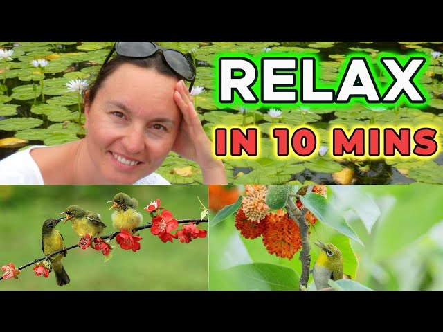 🦜 Easy & Fast Chill with Birds & Flowers 🌸 Calming Video for Mindfulness & Sleep  #SleepLikeABaby