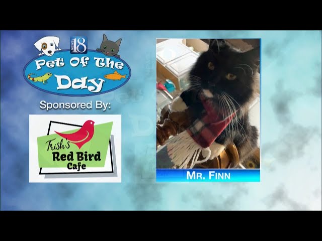 Pet of the Day for November 20: Mr. Finn