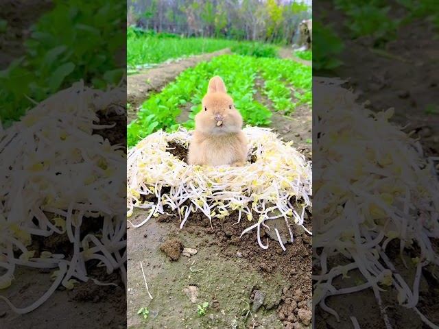 Little rabbit eating bean sprouts Cute pet debut plan Rabbit Rural cute pet