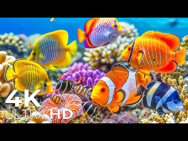 Marvel at Sea Animal in The Best 4K ULTRA HDR Aquarium - Dive Into The Mesmerizing Underwater Realm