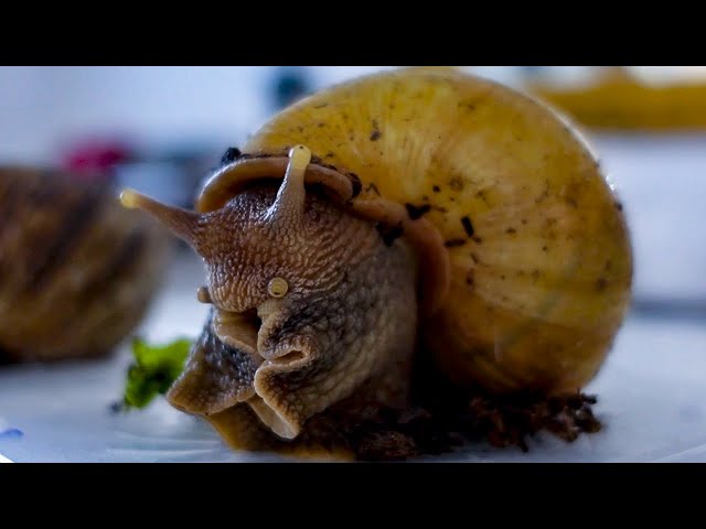 MEUS CARACÓIS GIGANTES