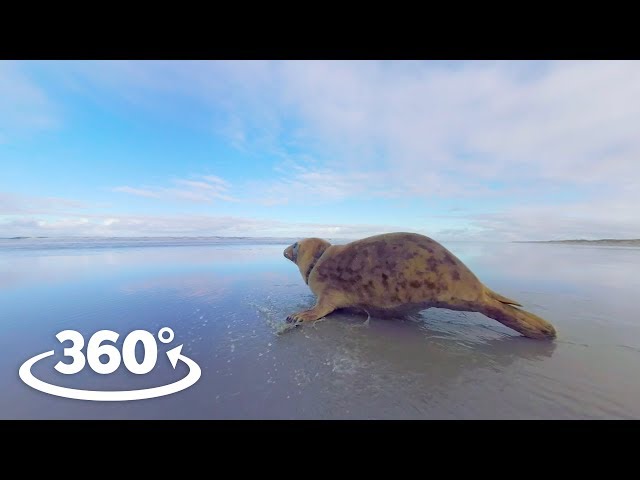 Rehabilitated Seals Released Back Into The Wild - VR Experience