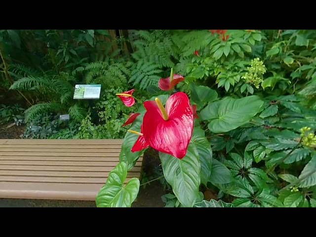 Missouri Botanical Gardens VR Tour