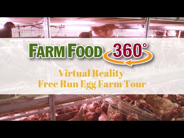 360° Canadian Free-Run Egg Farm Tour